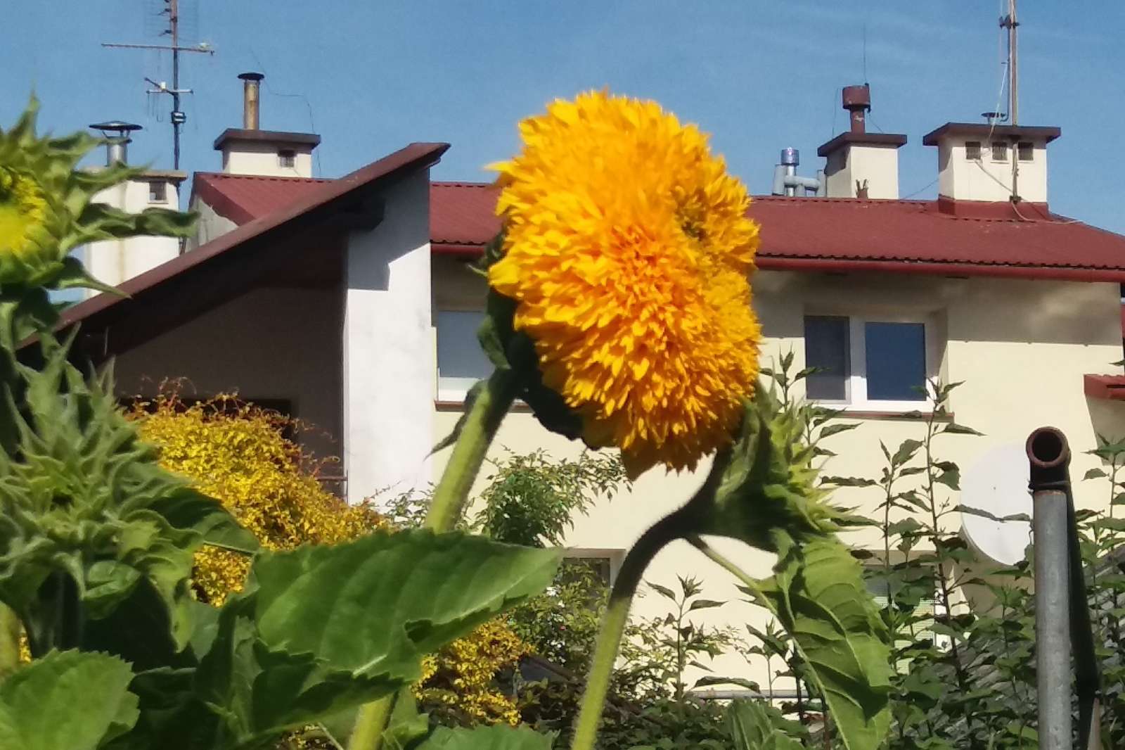 Gelbe Herbstblume auf dem Hintergrund des Hauses. Puzzle