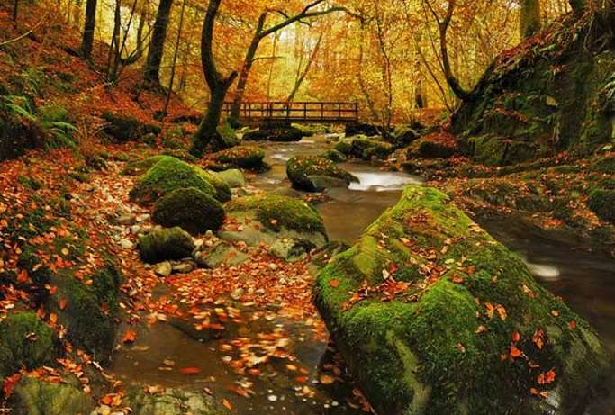 Jesień w lesie. puzzle online