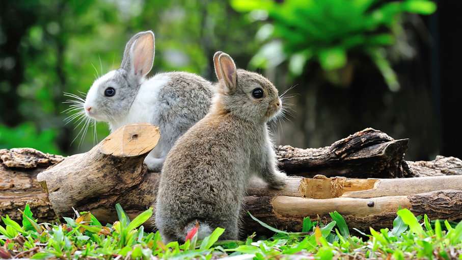 Piękne króliczki puzzle online