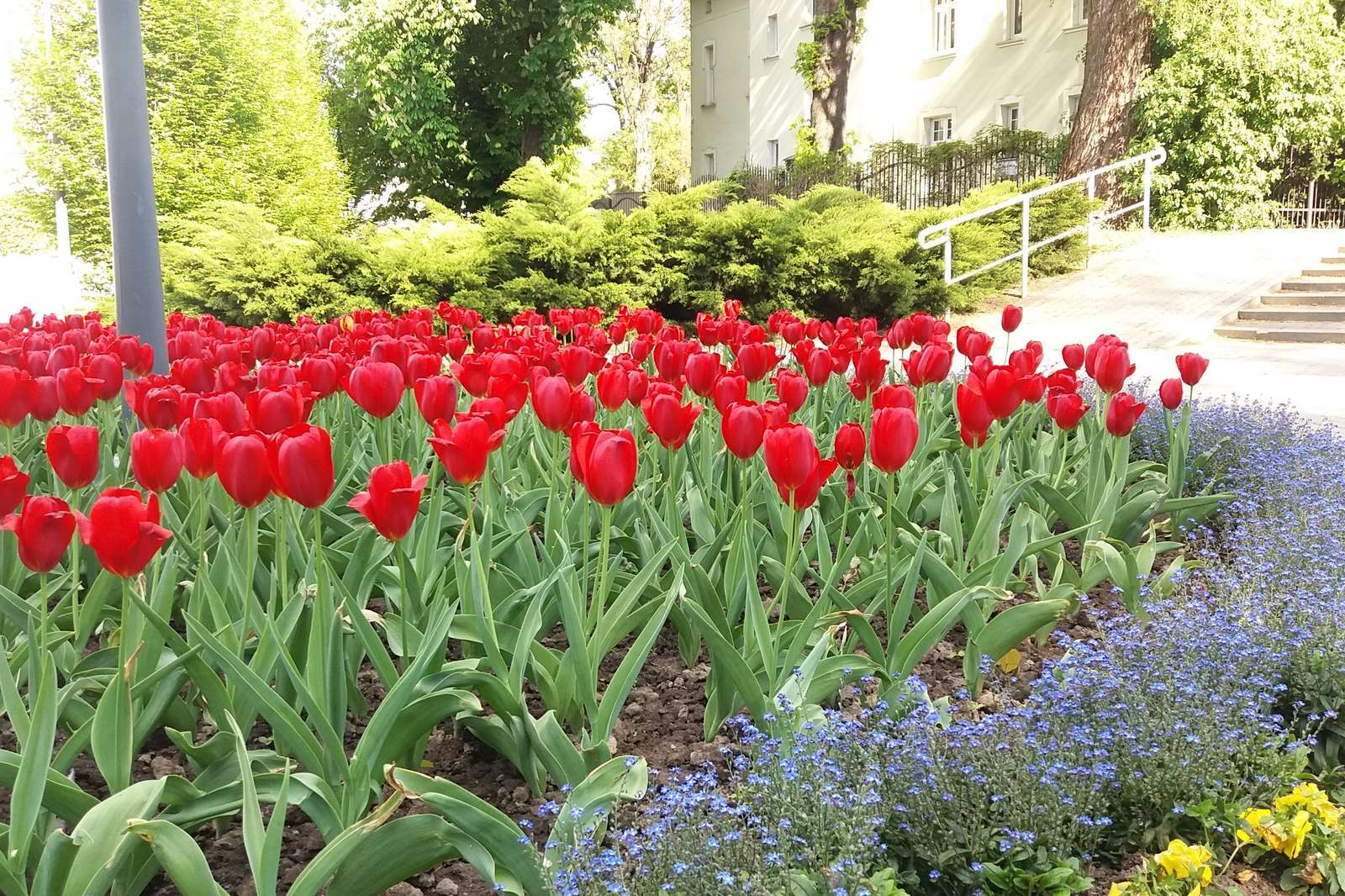 Czerwone tulipany. puzzle online