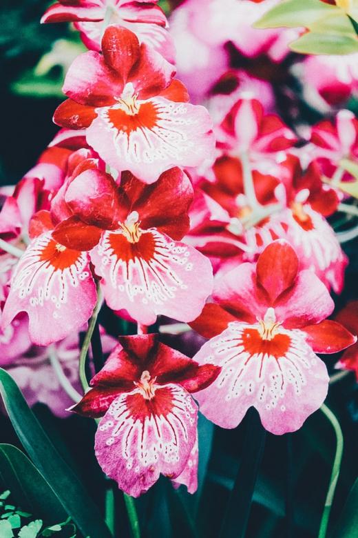 Różowa orchidea puzzle online