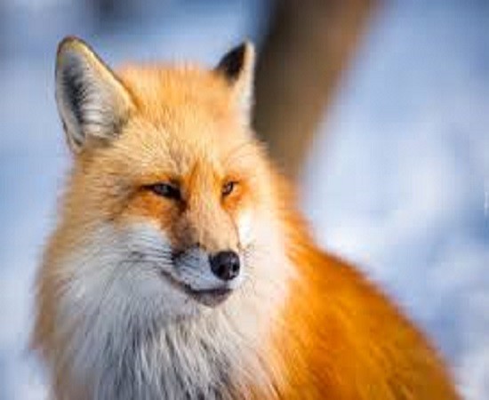 Fox. пъзел