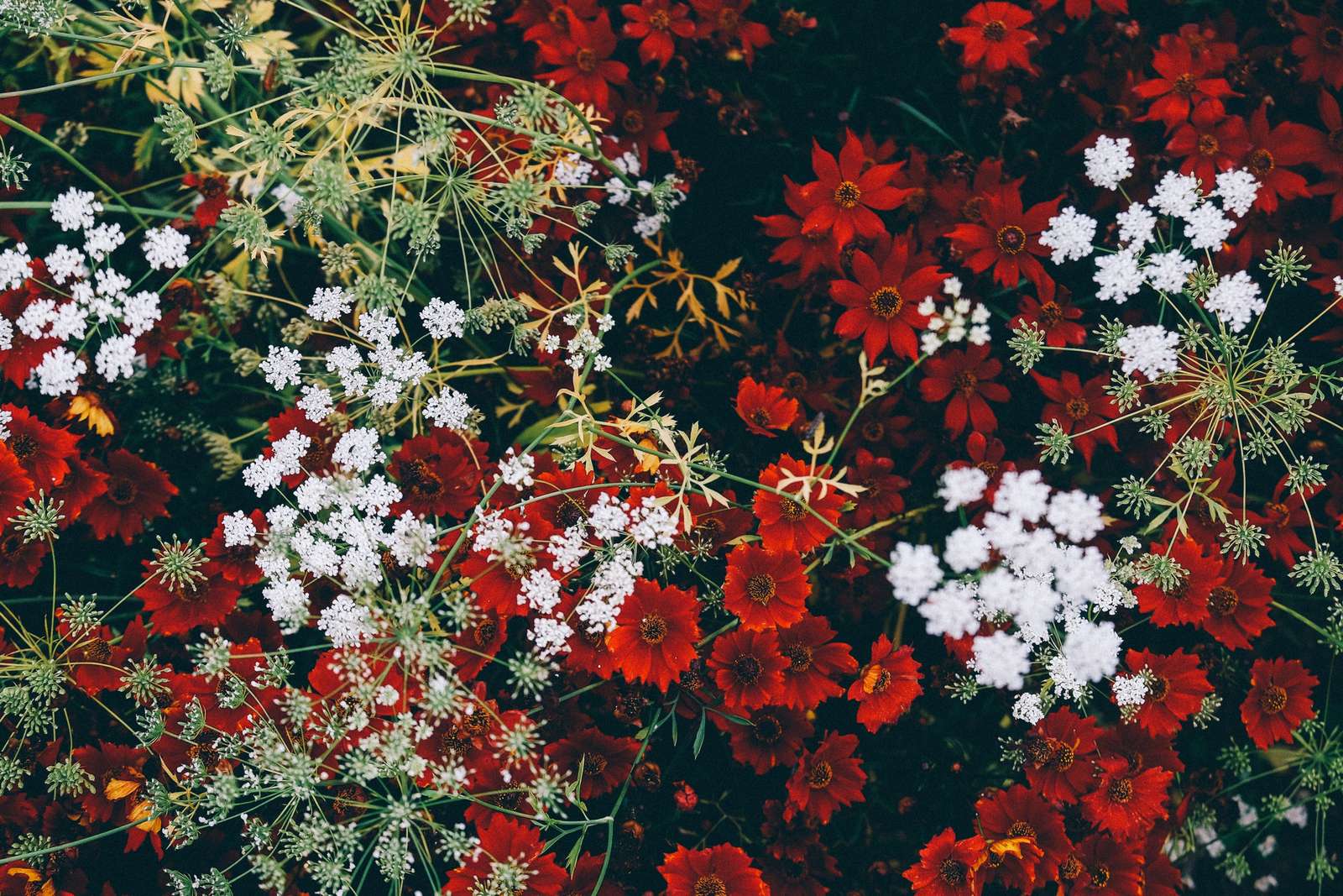 Białe i czerwone kwiaty puzzle online