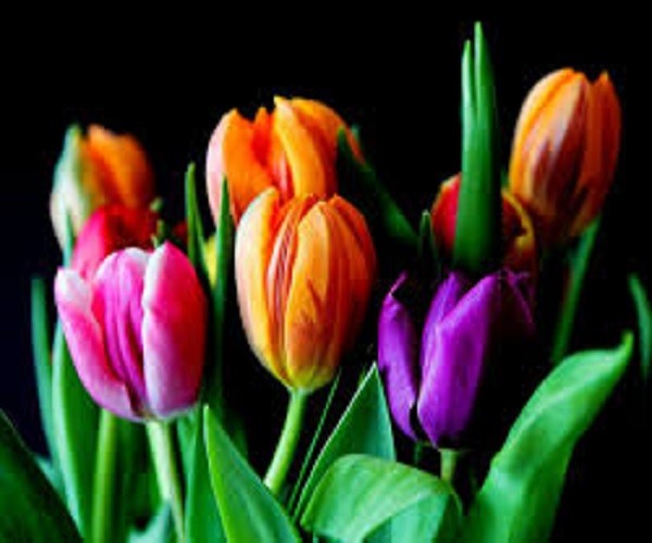 Tulipany   . puzzle online