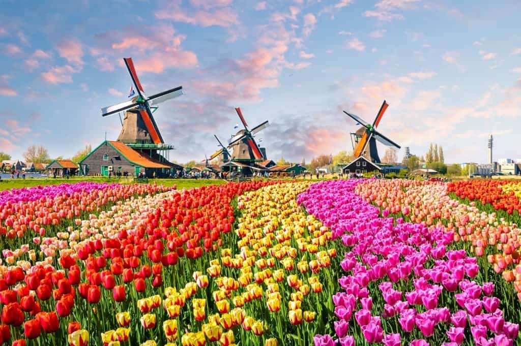 Gdzie te tulipany i wiatraki? puzzle online