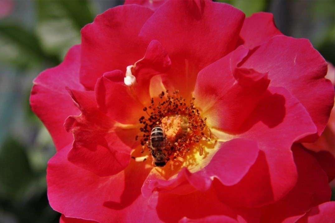 Kwiat z pszczółką. puzzle online