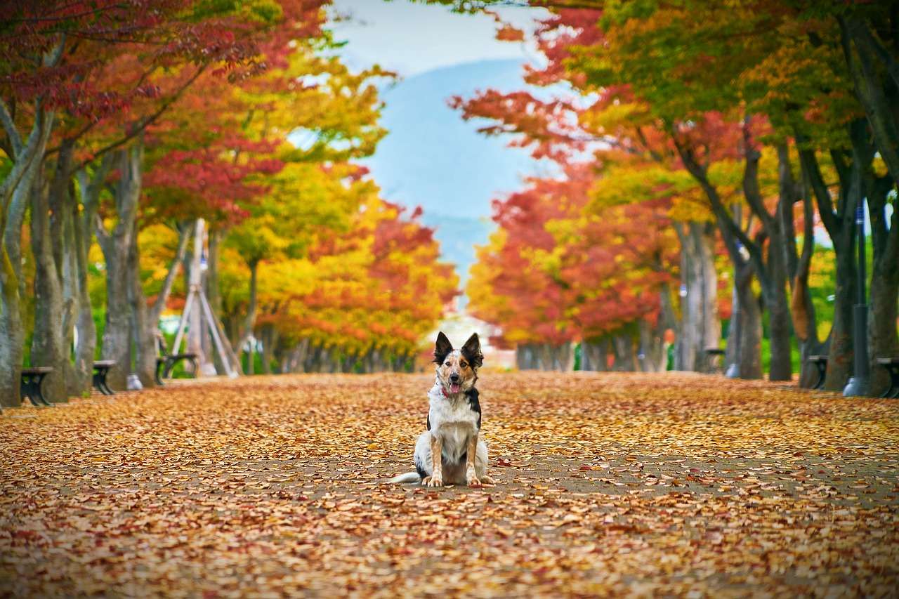 Piesek jesienią w parku puzzle online