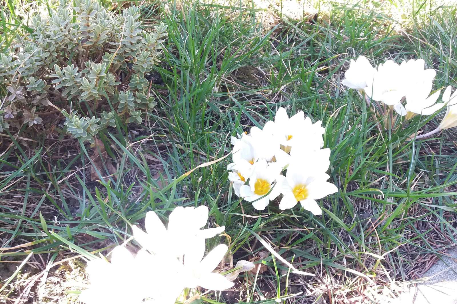 Wspomnienie wiosennych kwiatków. puzzle online