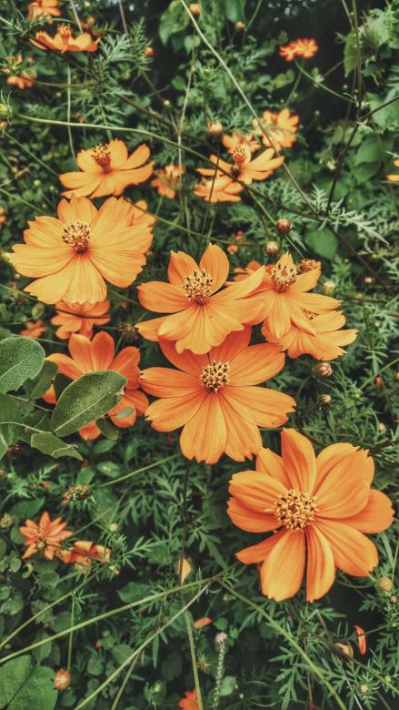 Pomarańczowe kwiatki puzzle online