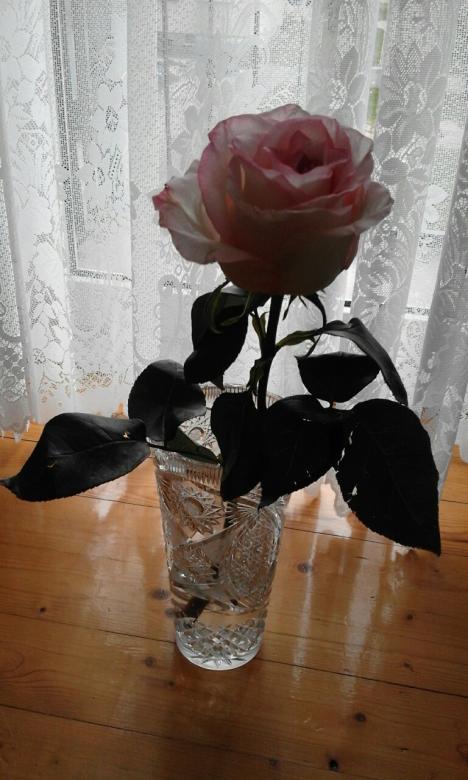 róża w wazonie kryształowym puzzle online
