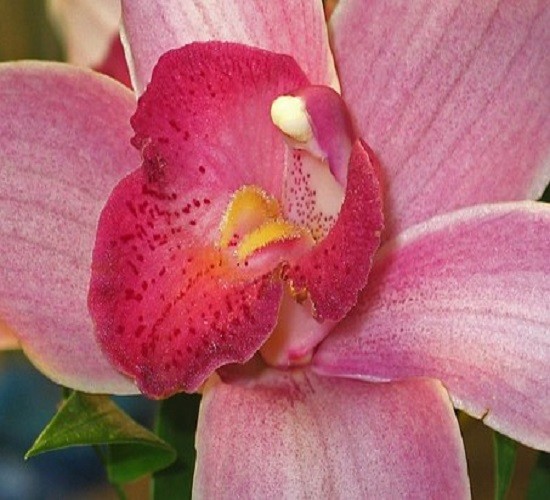 Uma orquídea quebra-cabeça online
