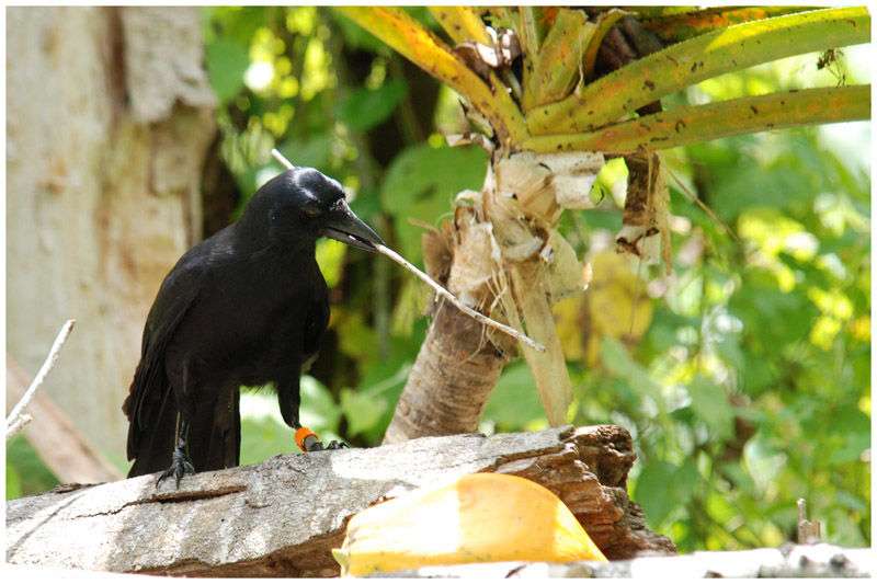 Raven z Nové Kaledonie puzzle