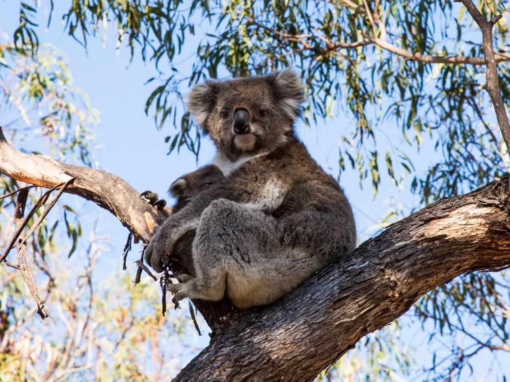 Koala Visitvictoria.com puzzle online