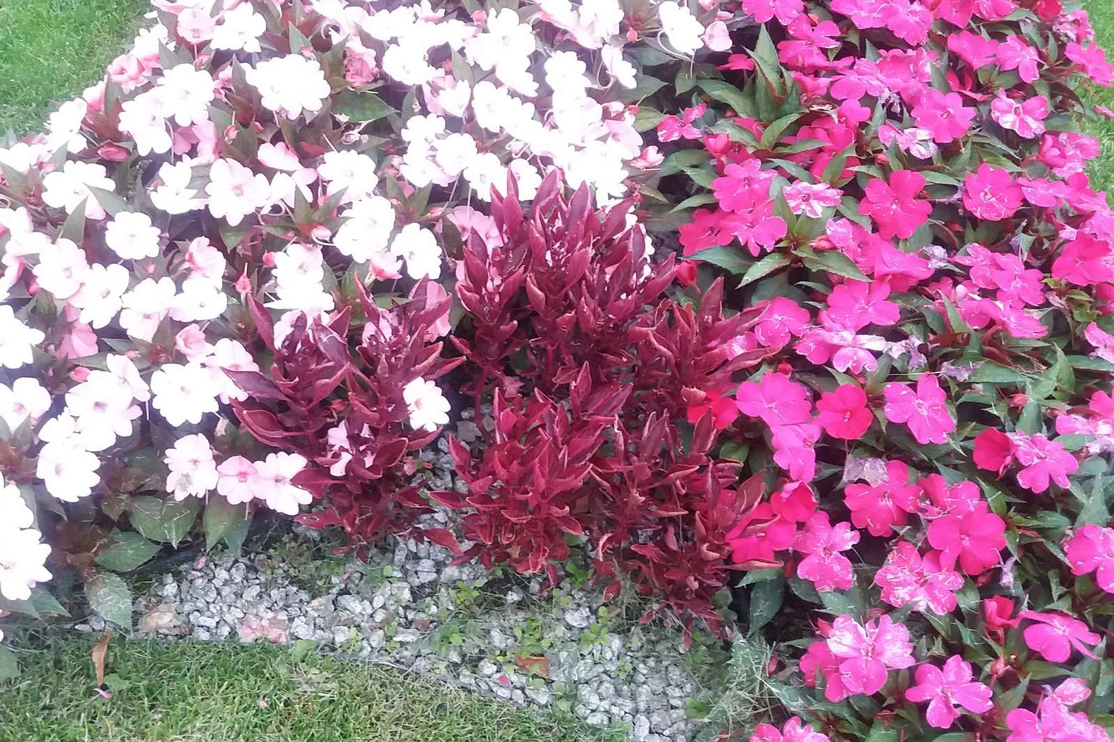 Kolorowa rabatka kwiatowa. puzzle online