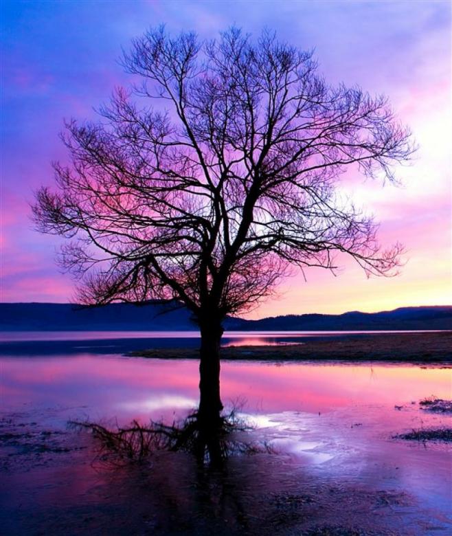 Drzewo w pięknym zachodzie słońca. puzzle online