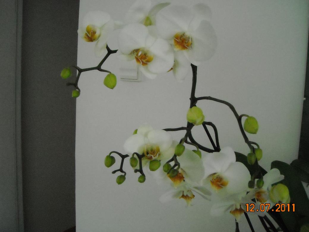 orchidée blanche puzzle