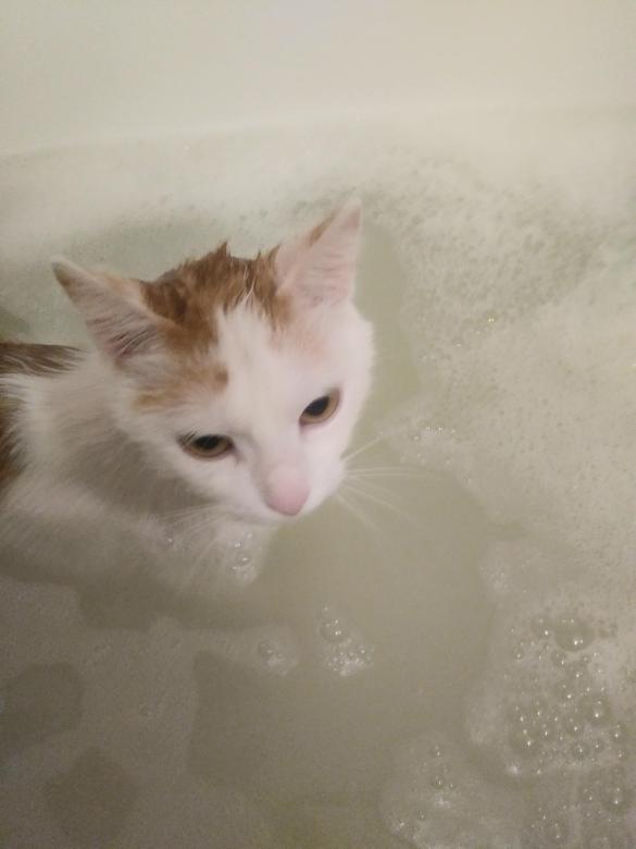 Kotek w kąpieli puzzle online