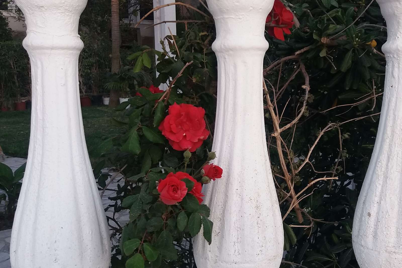 róża za balustradą puzzle online