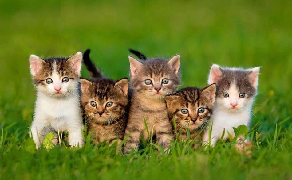 Rodzina słodkich kotków puzzle online