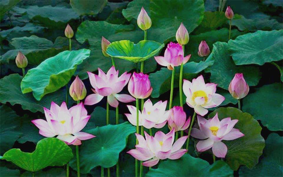 Kwiat lotosu. puzzle online