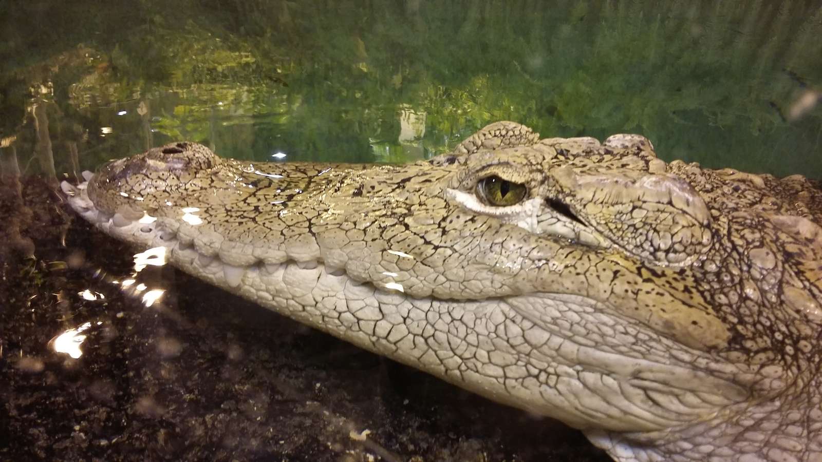 krokodyl we wrocławskim zoo puzzle online