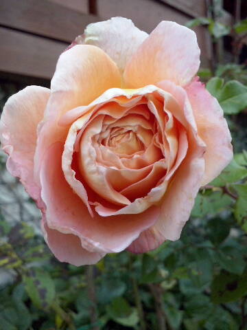 róża w moim ogrodzie puzzle online