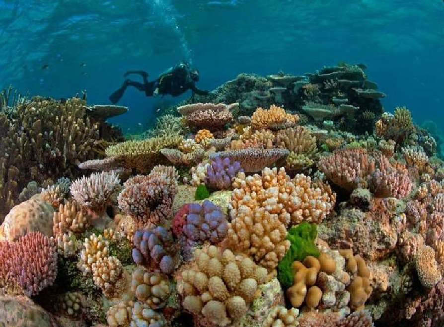 Wielka rafa koralowa puzzle online