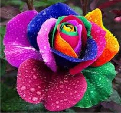 kolorowy kwiat puzzle online