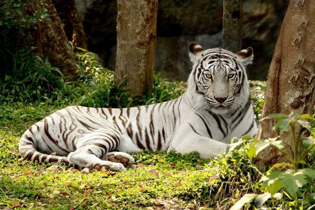 biały tygrys bengalski puzzle online