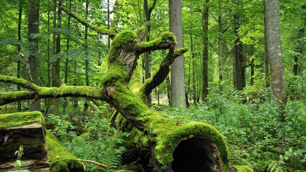 lasy i drzewa polskie puzzle online