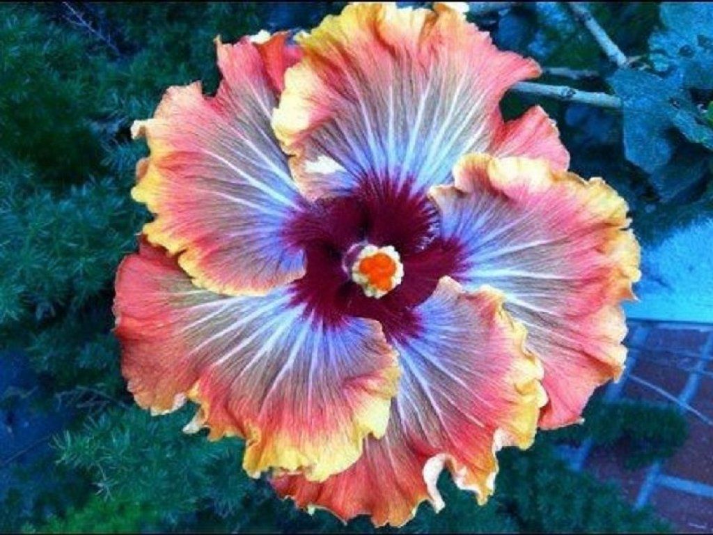 egzotyczny kwiat puzzle online