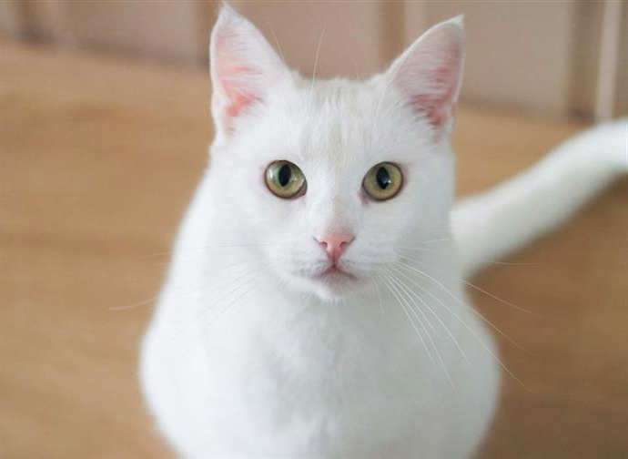 biały kot, biały kot puzzle online