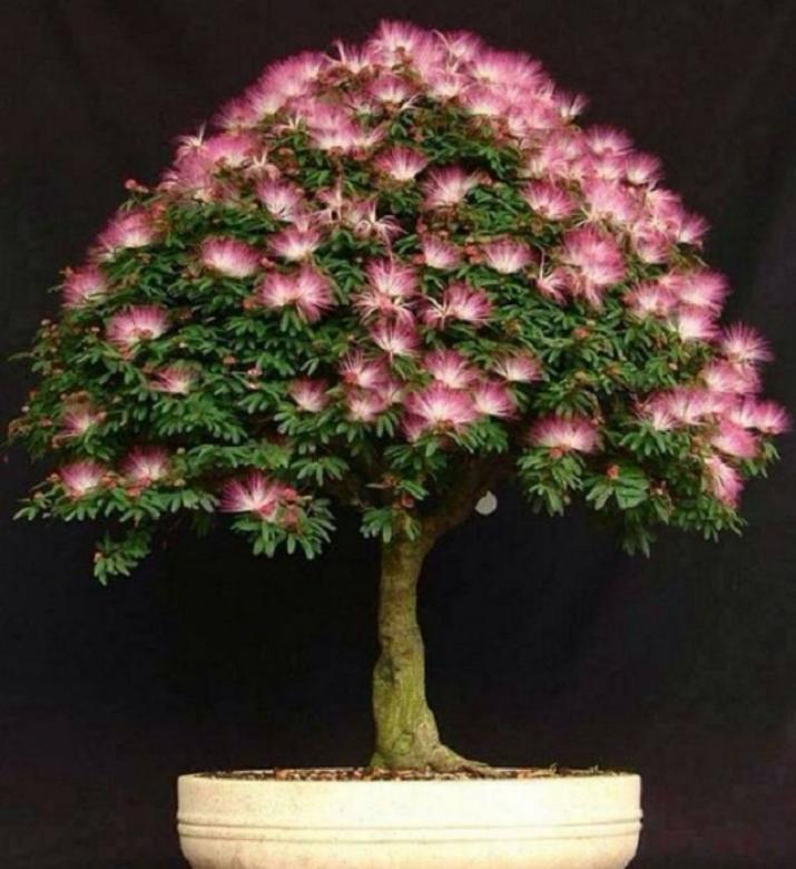 drzewo bonsai puzzle online