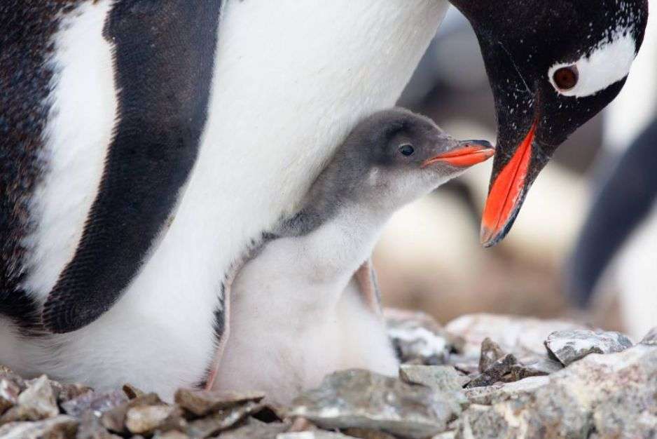 Pingwin Ojciec puzzle online