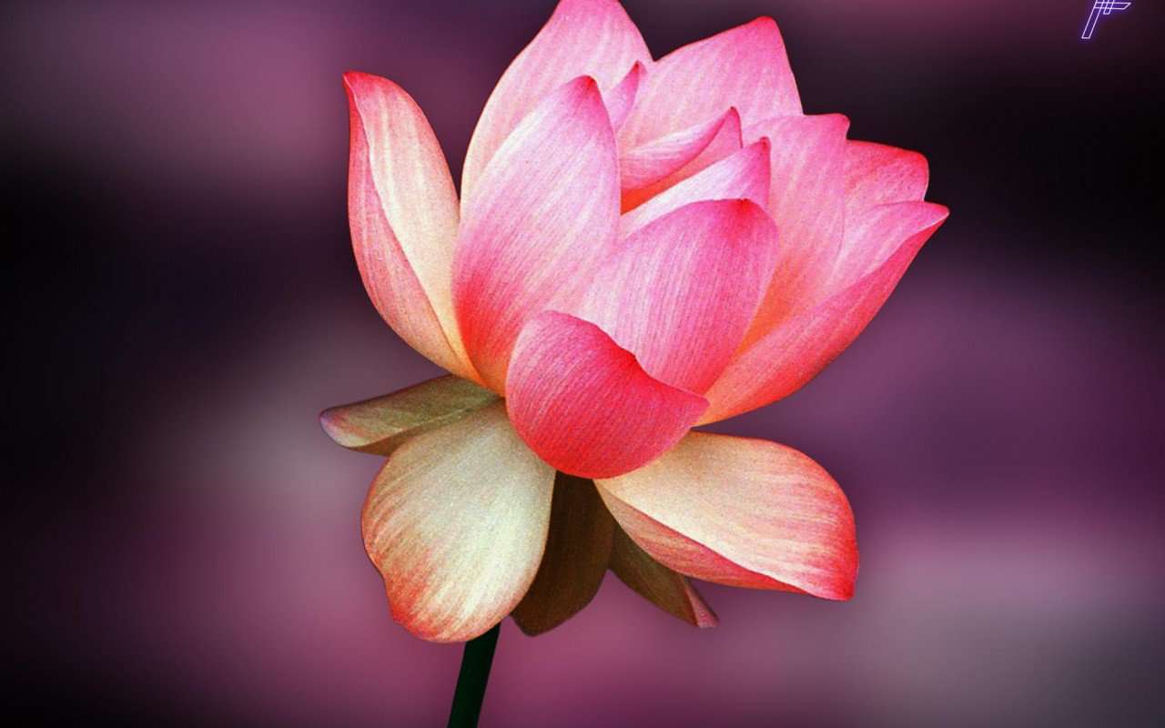 zdjęcie ślicznego kwiatu puzzle online