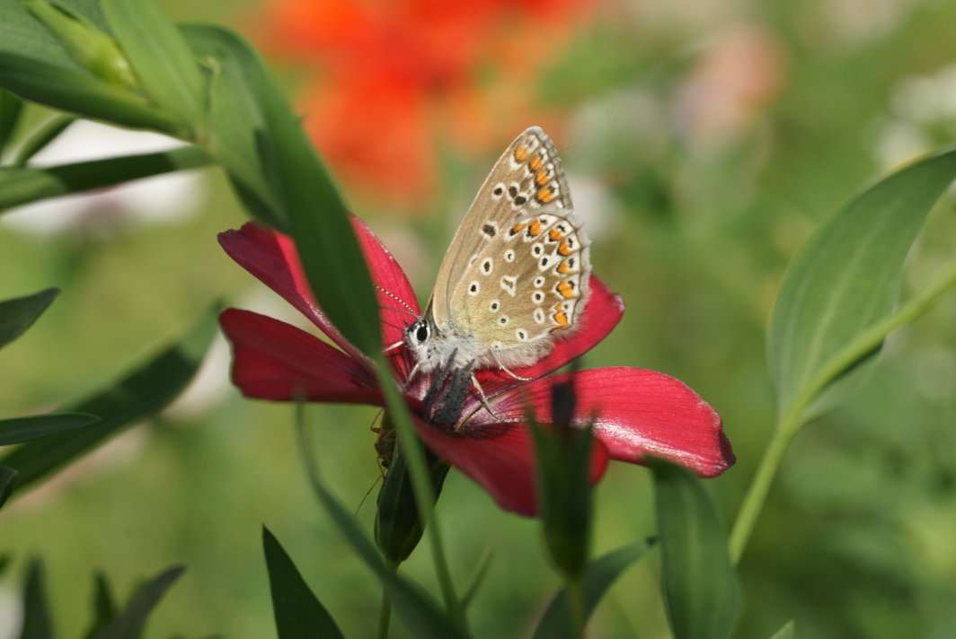 kwiaty motylek puzzle online