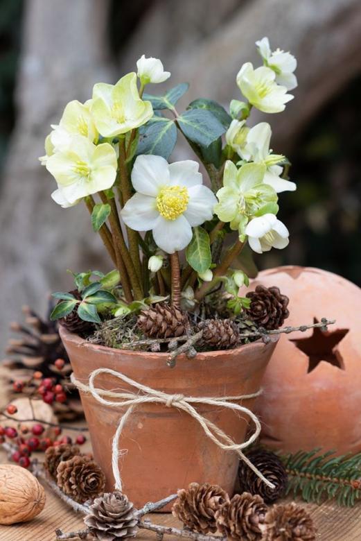 kwiaty doniczka świąteczne puzzle online