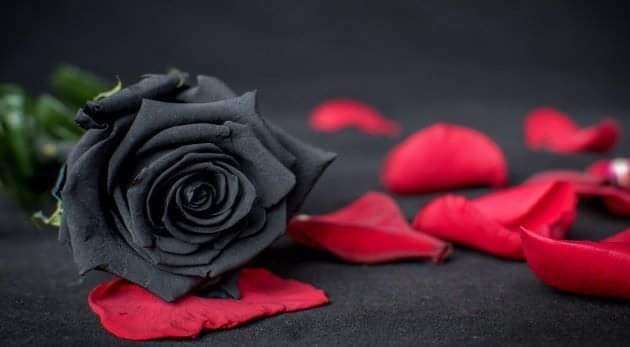 Czarne róże też mają swój urok puzzle online