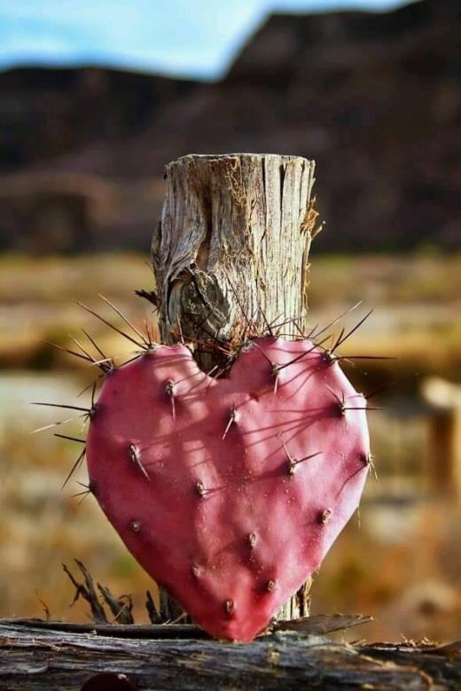 kaktus serce przyroda puzzle online