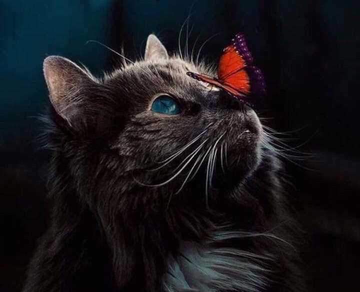 Kat met een vlinder op de neus online puzzel