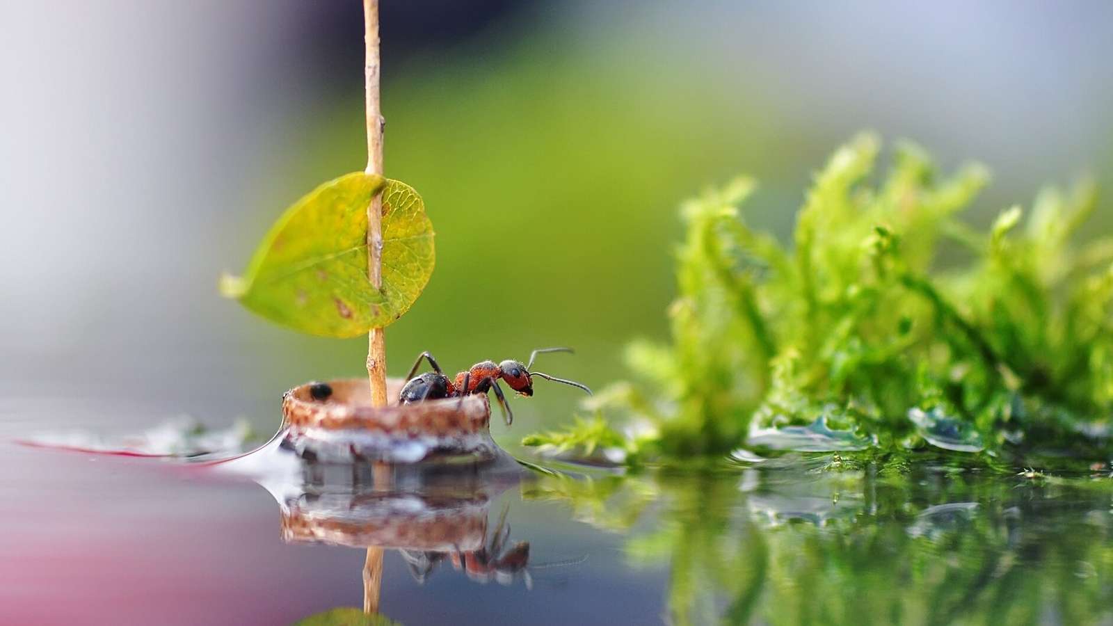 mrówka pływająca łodzią puzzle online