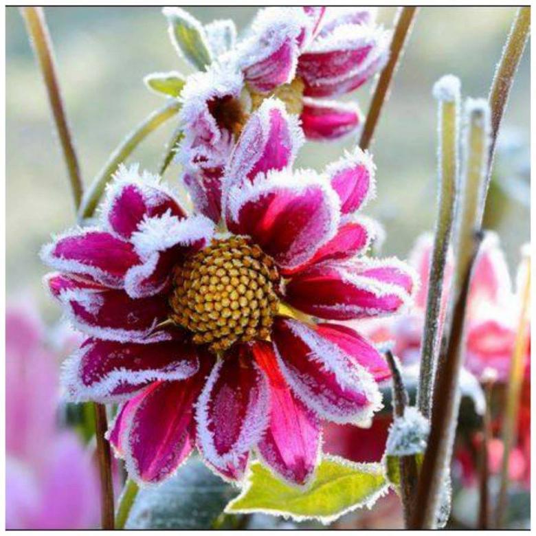 bloemen frost tuin puzzel