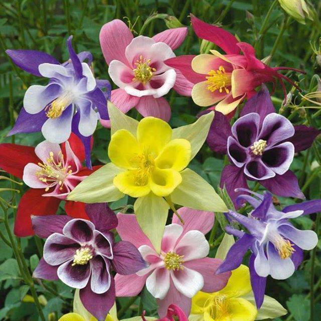 kolorowe kwiaty ogród puzzle online