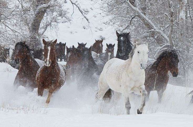 Paarden haasten door de sneeuw puzzel