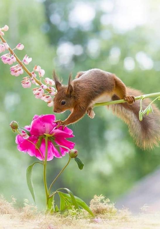 zwierzeta wiewiórka kwiaty puzzle online