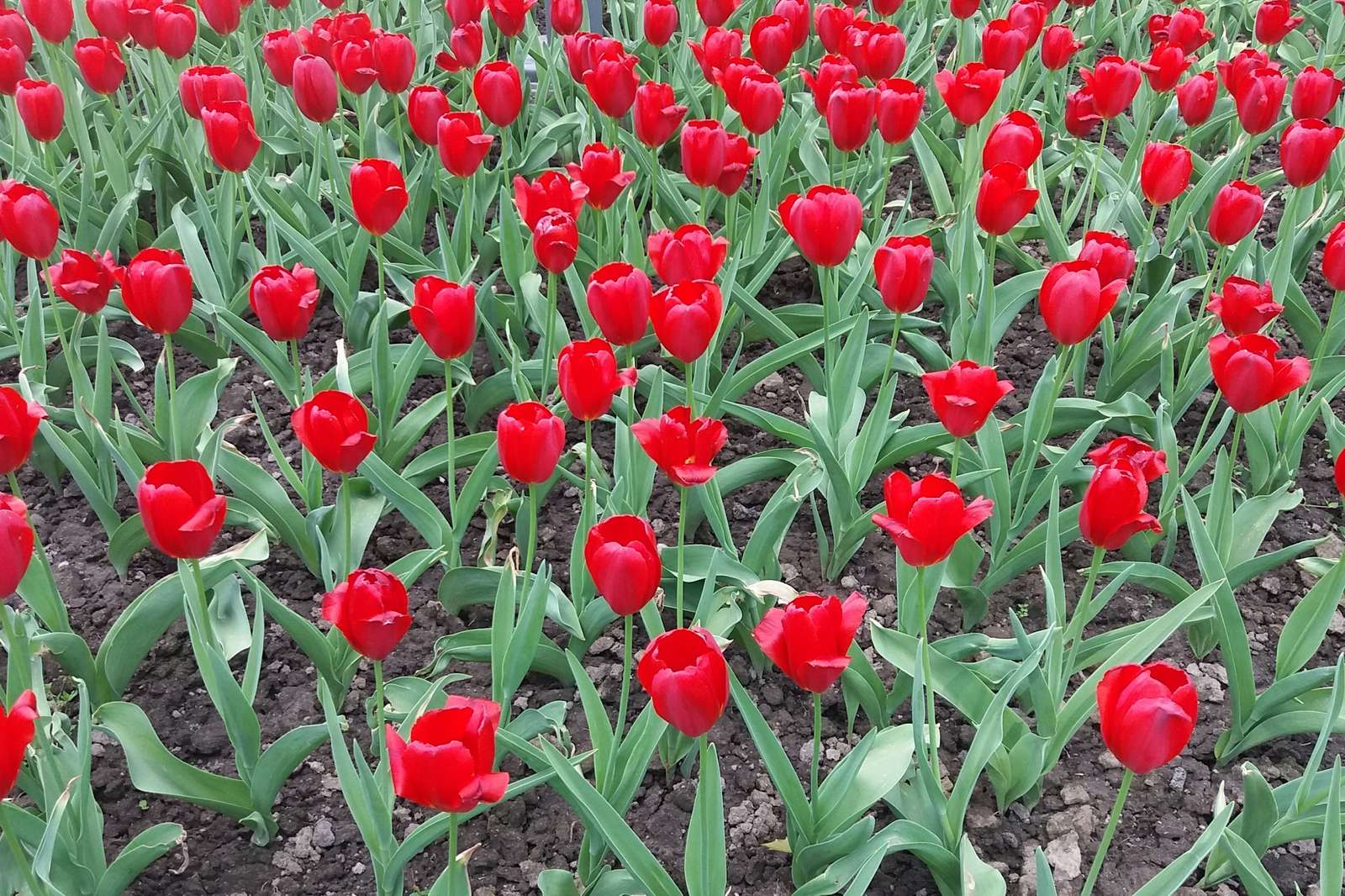 czerwone tulipanowe pole puzzle online