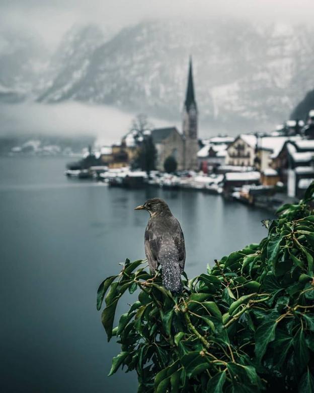 Oiseau à Hallstatt, Autriche ❤ puzzle