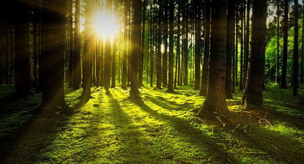 las ze słońcem puzzle online