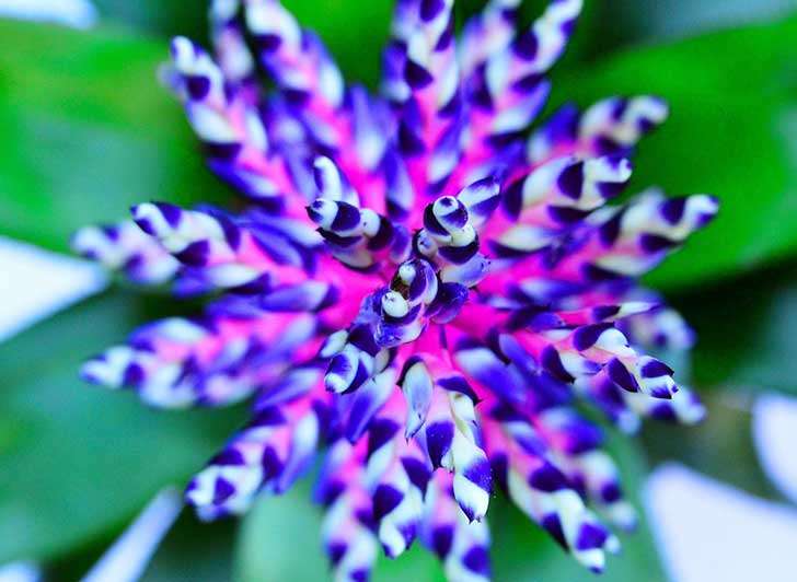 fialová květina puzzle