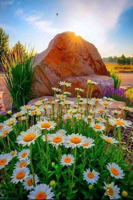 Kwiaty kamienie słońce puzzle online